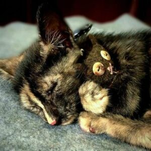 mơ thấy mèo chết